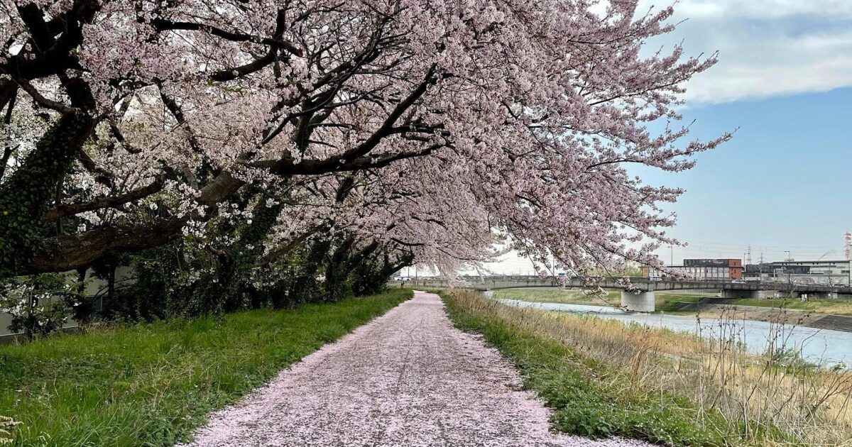 桜のじゅうたん