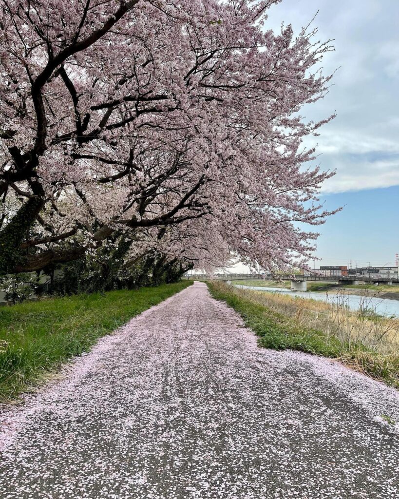 桜のじゅうたん